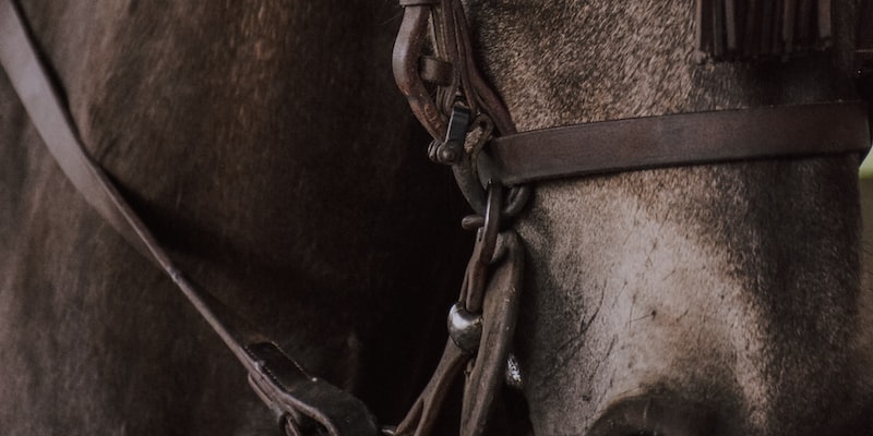 Was sind die Vorteile des Reitens eines Pferdes?